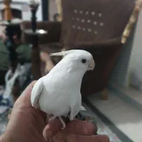 عروس هلندی جفت و مولد به شرط جوجه دادن