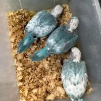 جوجه سرلاکی ملنگو. رنگی