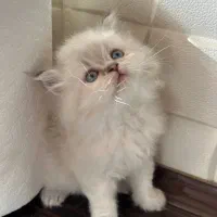 فروشگاه گربه های اشرافی ( پرشین بریتیش اسکاتیش )|گربه|ماکو, |دیوار