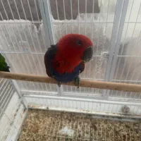 جفت طوطی اکلکتوس دستی ( جفت ۸ ماهه )