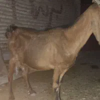 دوتا بز چپر|حیوانات مزرعه|شوشتر, |دیوار