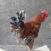 خروس گلین
