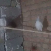 کبوتر|پرنده|دلبران, |دیوار