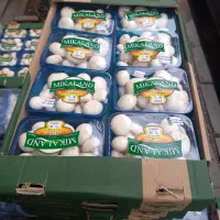 قارچ اسلایس و فله وبسته به قیمت و باکیفیت مناسب