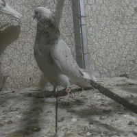 سرور