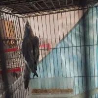 عروس هلندی مرغ عشق کوتوله قفس لانه و لوازم پرنده|پرنده|مشهد, شهرک شهید باهنر|دیوار