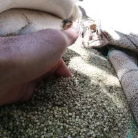 گشنیز تمیز و درجه یک