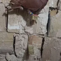 کفتر|پرنده|مشهد, شهید مطهری|دیوار