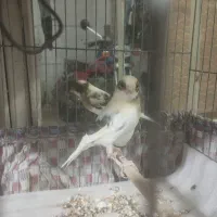 5تا قناری قیمت تفاوق