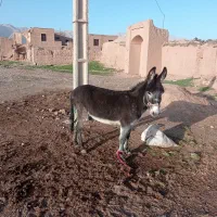 خر نر|حیوانات مزرعه|زیرکوه, |دیوار