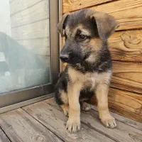 ژرمن شپرد|سگ|اصفهان, فیض|دیوار