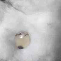 سنگ طبیعی|جواهرات|مشهد, جاهد شهر|دیوار