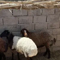 گوسفندفروشی