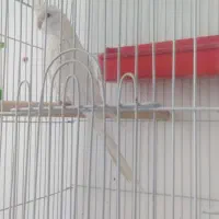 عروس  هلندی. آلبینو|پرنده|داراب, |دیوار