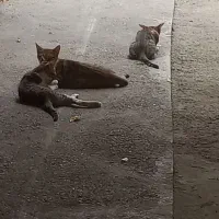 واگذاری فوری بچه گربه و مادرش