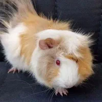 بچه خوکچه|موش و خرگوش|فومن, |دیوار