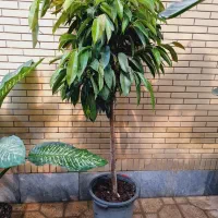 پیله موا، بنجامین امستل کینگ|گل و گیاه طبیعی|شیراز, شهرک والفجر|دیوار