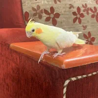 طوطی عروس کاملا رام و دستی