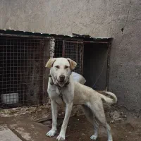 سگ پژدر ماده ۱۵ ماهه.