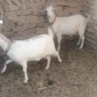 بزسانن فروشی|حیوانات مزرعه|قائن, |دیوار