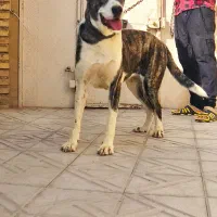 سگ الابای ترکمنستان اصیل