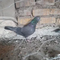 کفتر پلاکی|پرنده|اصفهان, ارزنان|دیوار