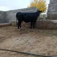 گاو سیمینتال با گوساله سیمینتال|حیوانات مزرعه|ماهنشان, |دیوار