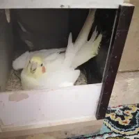 عروس روی تخم