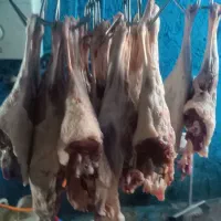 پخش دام زنده سید افشار و مغان کردستان