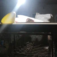 دانه خوری مرغ و خروس