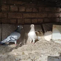 دمگیر پیازی ماده روزگاری