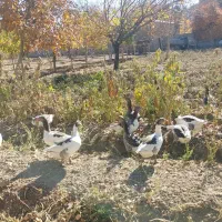 قیمت یک میلیون|حیوانات مزرعه|بیرانوند, |دیوار