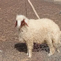 بره قوچ سنجابی اصل|حیوانات مزرعه|کوزران, |دیوار