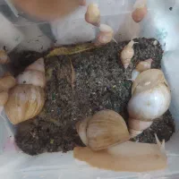 حلزون آلبینو مولد