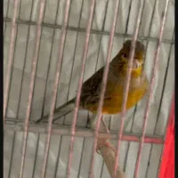 سهره قناری مست|پرنده|چهاردانگه (تهران), |دیوار