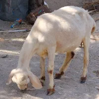 ناهوک