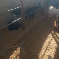 باسلام بره و کهره به فروش میرسد