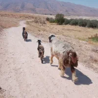 قوچ