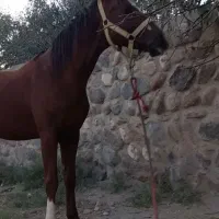 اسب کرد نریان عالی خوش هیکل یورقه|اسب و تجهیزات اسبسواری|تبریز, |دیوار