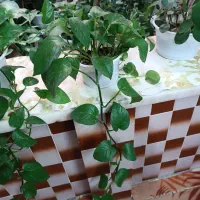 گل طبیعی|گل و گیاه طبیعی|خرم‌آباد, |دیوار