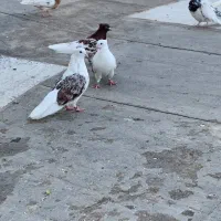 سرخ پلنگ