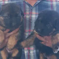 واگذاری سگ ژرمن شولاین ۶۰روزه|سگ|برخوار, |دیوار