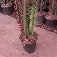 فروش افوربیا|گل و گیاه طبیعی|محلات, |دیوار