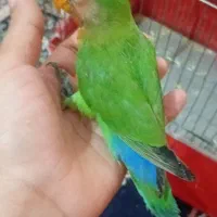 جوجه برزیلی دوماهه|پرنده|خرمشهر, |دیوار