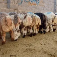 بره نر درجه یک چاق بره ماده|حیوانات مزرعه|مرودشت, دولت آباد|دیوار