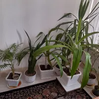تعدادی گل اپارتمانی