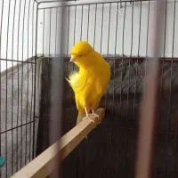 قناری سهره سهره خاکی قناری رسمی