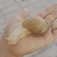 حلزون