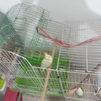 عروس هلندی ماده  زیبا سرحال