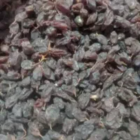کشمش